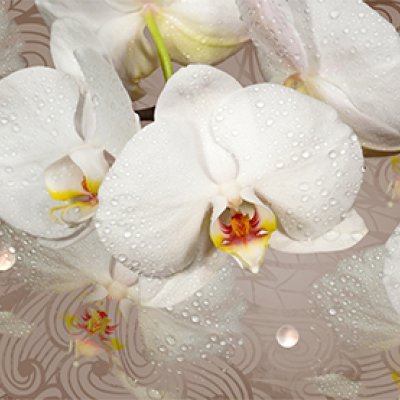 фотообои Орхидеи на фартук