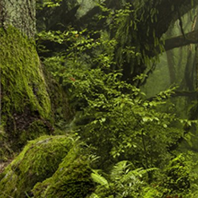 фотообои Вековой лес